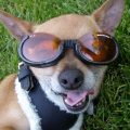 A dog wearing sunglasses "Doggles".