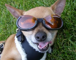 A dog wearing sunglasses "Doggles".