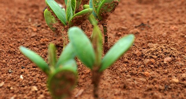 Seed Capital Funding