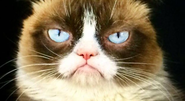 Grumpy Cat